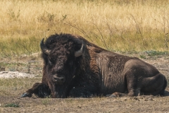 badlands_rushmore-22