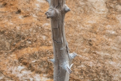 ynp-biscuit-basin-13