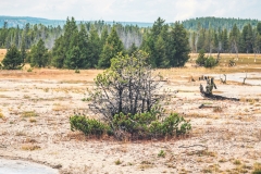 ynp-firehole-8
