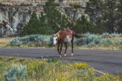 theodore-roosevelt-np-10