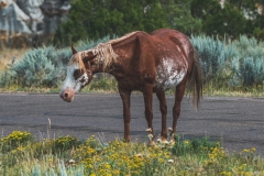 theodore-roosevelt-np-11