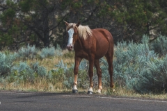 theodore-roosevelt-np-12
