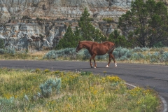 theodore-roosevelt-np-14