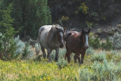 theodore-roosevelt-np-15