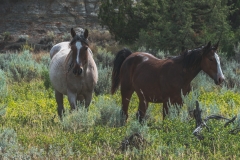 theodore-roosevelt-np-16