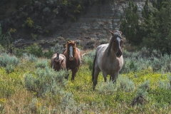 theodore-roosevelt-np-17