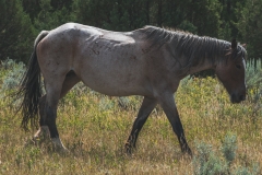 theodore-roosevelt-np-18