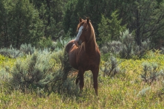 theodore-roosevelt-np-19