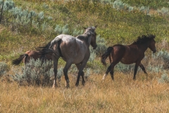 theodore-roosevelt-np-21