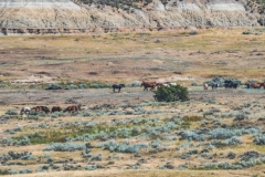 theodore-roosevelt-np-9