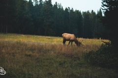 ynp-general-18