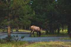 ynp-general-19