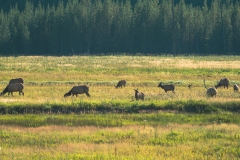 ynp-general-32