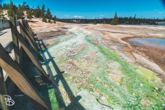 ynp-norris-17