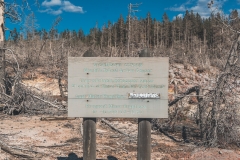 ynp-norris-26