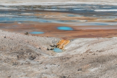 ynp-norris-9