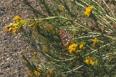 ynp-silver-gold-6
