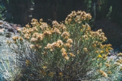 ynp-silver-gold-8