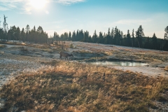 ynp-west-thumb-10