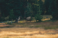 ynp-west-thumb-2