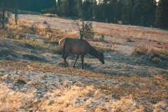 ynp-west-thumb-9