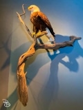 bell-museum-2022-15 bell-museum-2022-15
