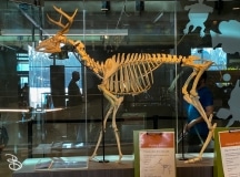 bell-museum-2022-2 bell-museum-2022-2