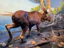 bell-museum-2022-33 bell-museum-2022-33