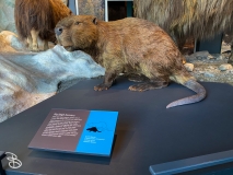 bell-museum-2022-35 bell-museum-2022-35