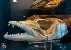 bell-museum-2022-4 bell-museum-2022-4