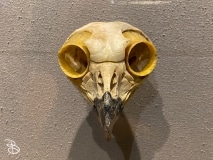 bell-museum-2022-9 bell-museum-2022-9