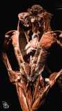 science-museum-body-world-2019-10