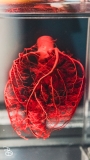 science-museum-body-world-2019-13
