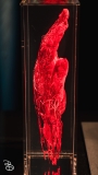 science-museum-body-world-2019-15