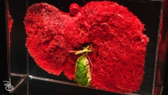 science-museum-body-world-2019-17