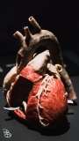 science-museum-body-world-2019-19