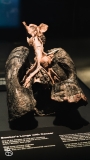science-museum-body-world-2019-22