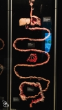 science-museum-body-world-2019-25
