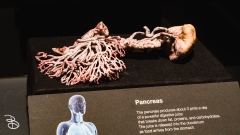 science-museum-body-world-2019-27