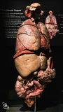 science-museum-body-world-2019-29