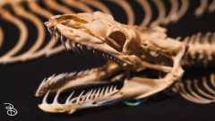 science-museum-body-world-2019-3