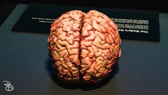 science-museum-body-world-2019-31