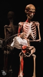 science-museum-body-world-2019-6