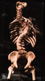 science-museum-body-world-2019-7