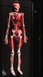science-museum-body-world-2019-8
