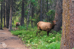 banff-10