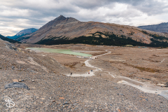 ip-columbia-icefield-14