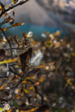canada-2025-moraine-lake-9