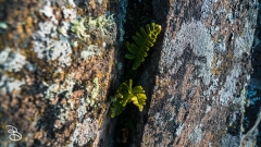 grand_marais-15