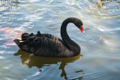 hawaii-byodoin-9